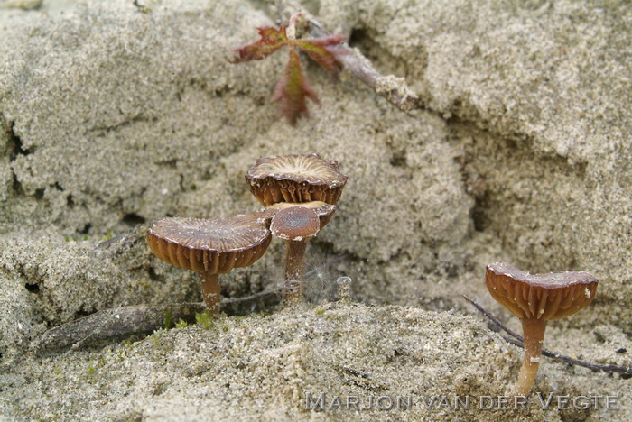 Gewoon donsvoetje - Tubaria furfuracea