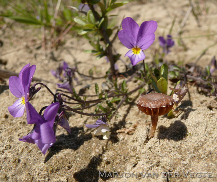 Gewoon donsvoetje - Tubaria furfuracea