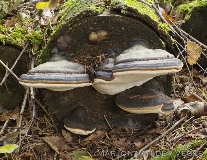 Echte tonderzwam - Fomes fomentarius