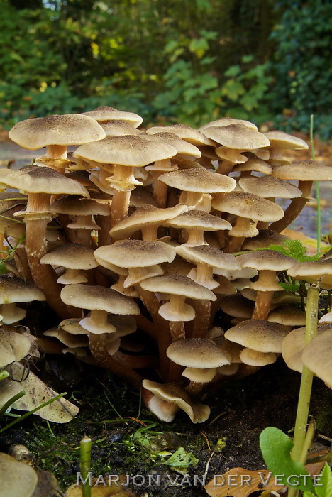 Echte honingzwam - Armillaria mellea