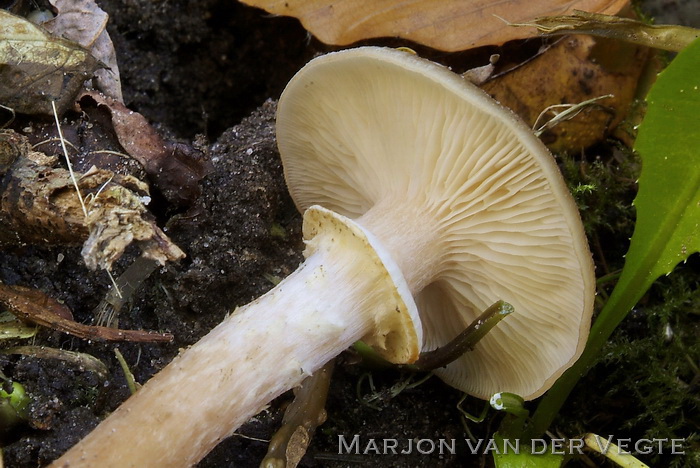 Echte honingzwam - Armillaria mellea