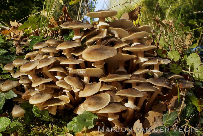 Echte honingzwam - Armillaria mellea