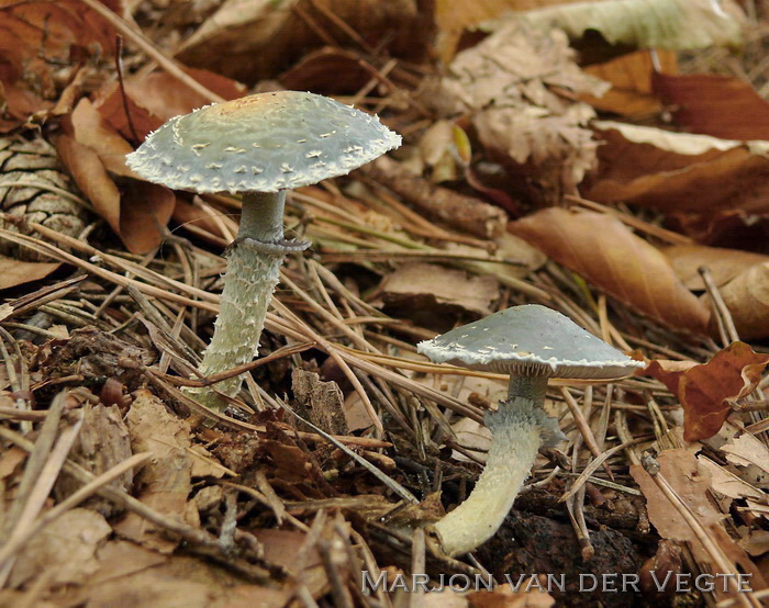 Echte kopergroenzwam - Stropharia aeruginosa