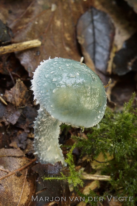 Echte kopergroenzwam - Stropharia aeruginosa