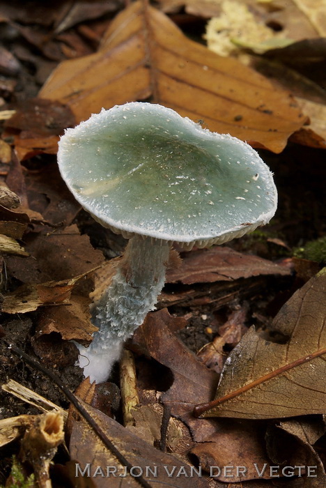 Echte kopergroenzwam - Stropharia aeruginosa