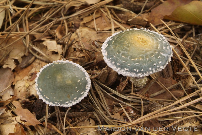 Echte kopergroenzwam - Stropharia aeruginosa