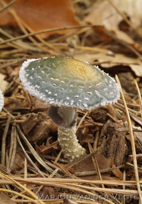 Echte kopergroenzwam - Stropharia aeruginosa