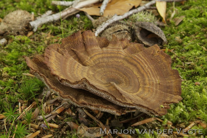 Echte tolzwam - Coltricia perennis