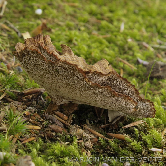 Echte tolzwam - Coltricia perennis