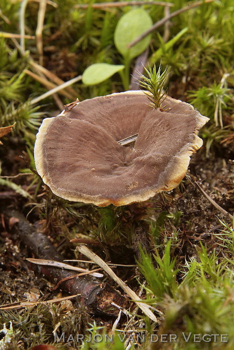 Echte tolzwam - Coltricia perennis