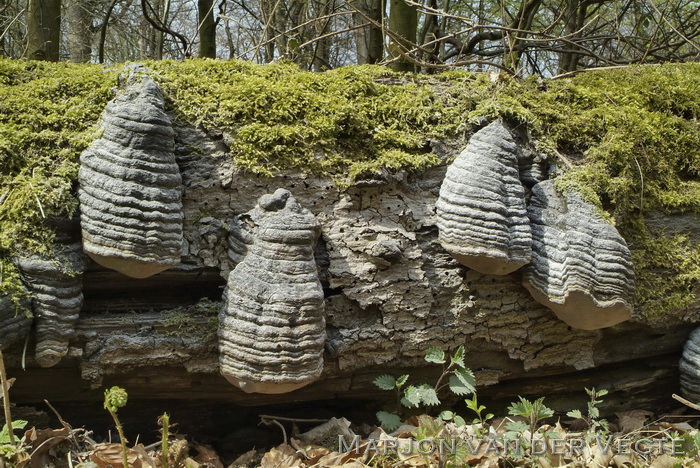 Echte tonderzwam - Fomes fomentarius