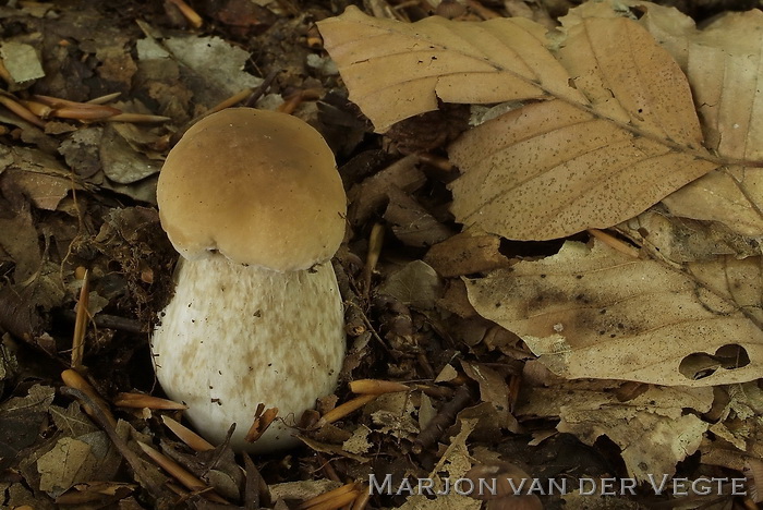 Eekhoorntjesbrood - Boletus edulis