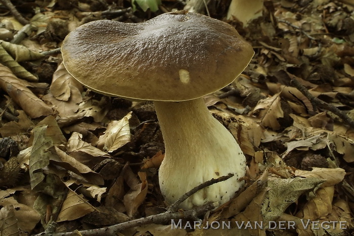 Eekhoorntjesbrood - Boletus edulis