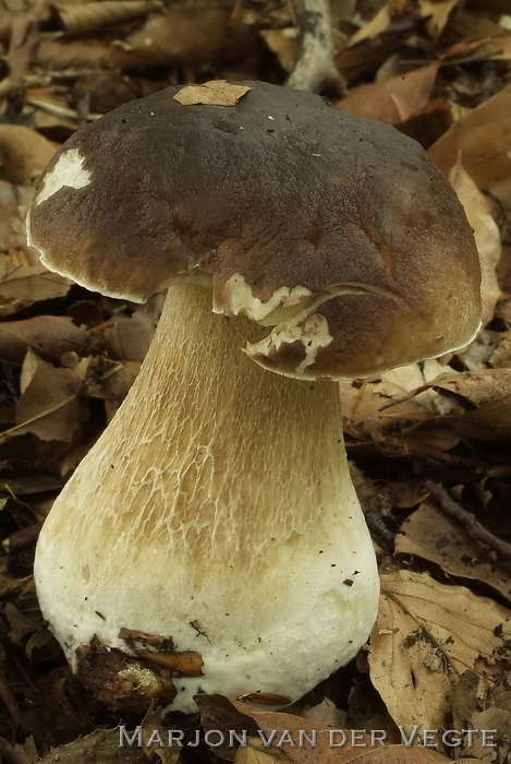 Eekhoorntjesbrood - Boletus edulis