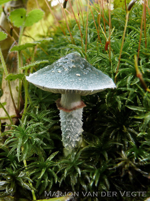 Valse kopergroenzwam - Stropharia caerulea