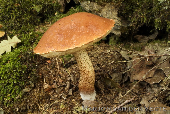 Eikenboleet - Leccinum aurantiacum