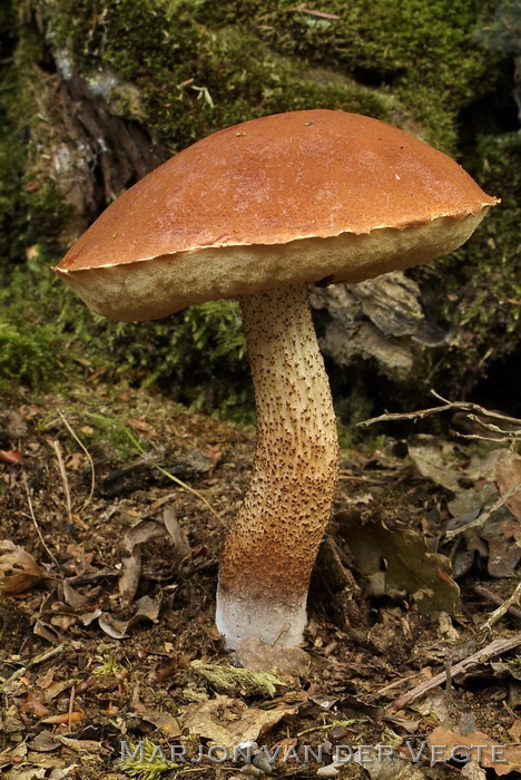 Eikenboleet - Leccinum aurantiacum