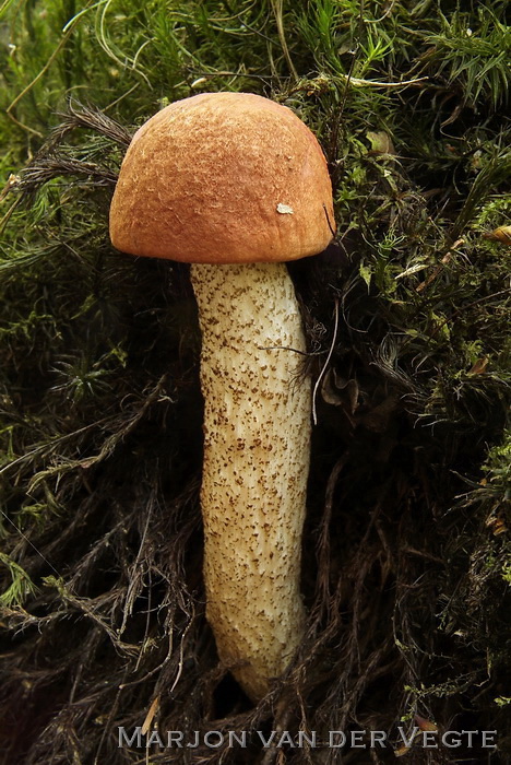 Eikenboleet - Leccinum aurantiacum