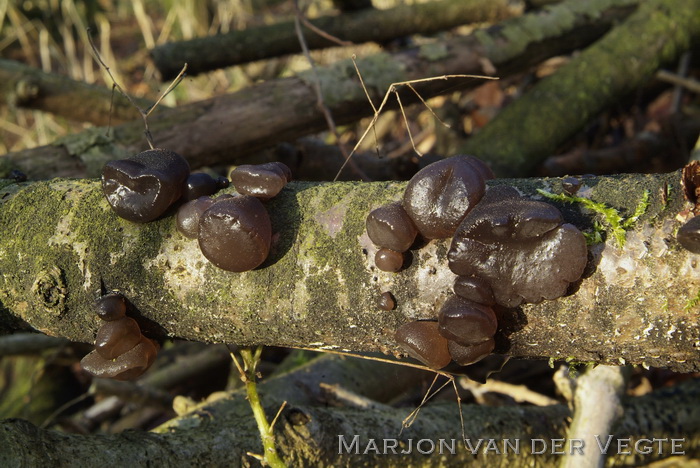 Eikentrilzwam - Exidia truncata