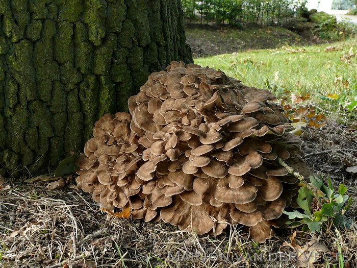 Eikhaas - Grifola frondosa