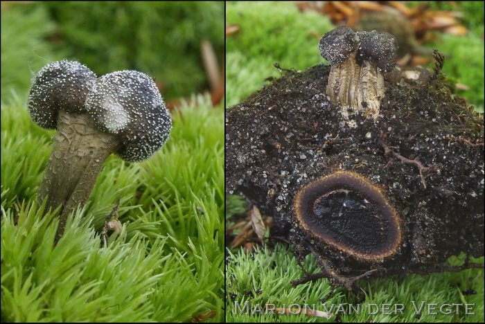 Ronde truffelknotszwam - Elaphocordyceps capitata