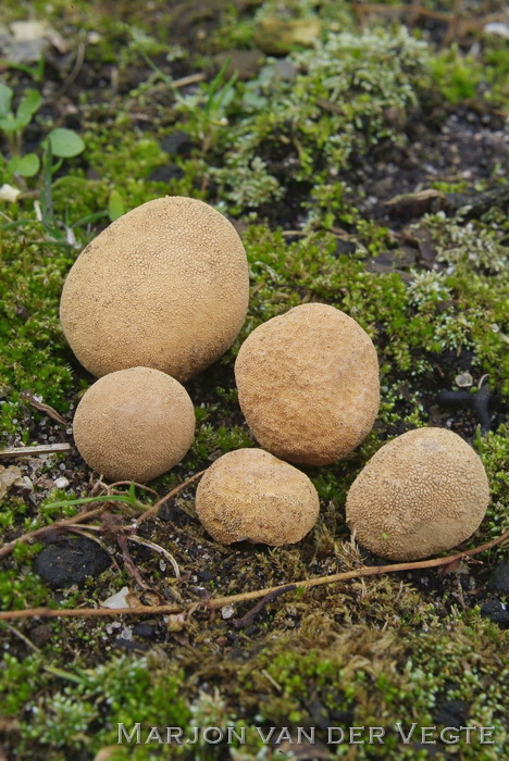 Korrelige hertentruffel - Elaphomyces granulatus