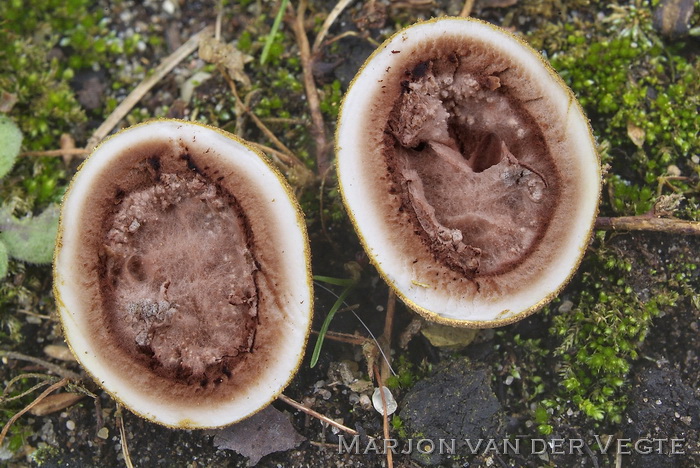 Korrelige hertentruffel - Elaphomyces granulatus