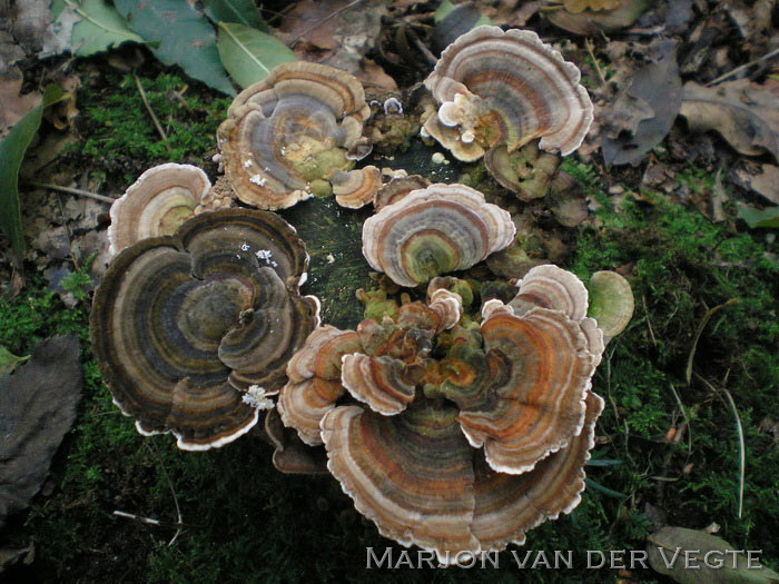 Elfenbankje - Trametes versicolor