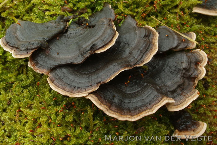 Elfenbankje - Trametes versicolor