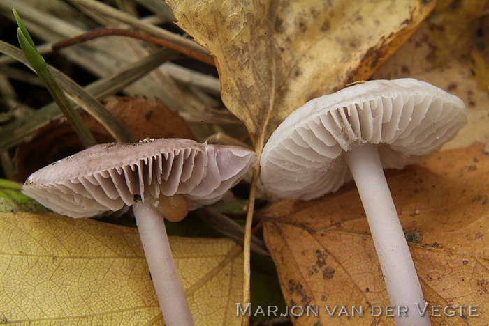 Elfenschermpje - Mycena pura