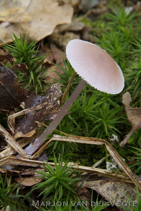 Elfenschermpje - Mycena pura