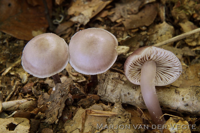 Elfenschermpje - Mycena pura