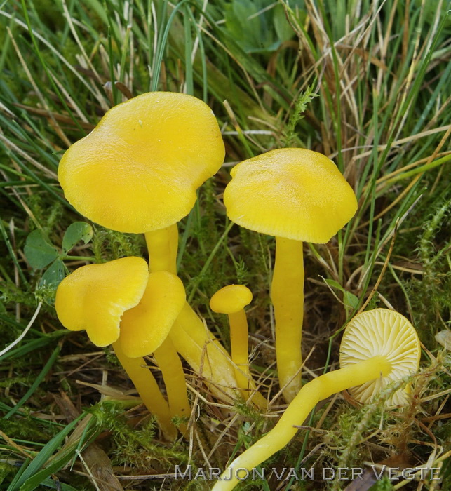 Elfenwasplaat - Hygrocybe ceracea