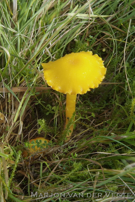 Elfenwasplaat - Hygrocybe ceracea