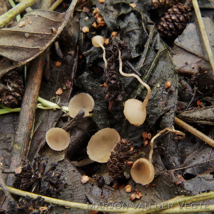 Elzekatjes mummiekelkje - Ciboria amantacea