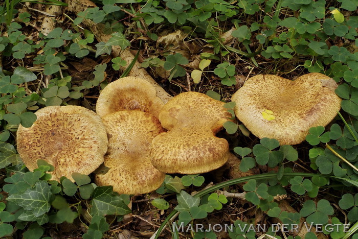 Elzenkrulzoom - Paxillus filamentosus