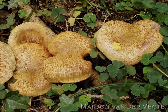 Elzenkrulzoom - Paxillus filamentosus