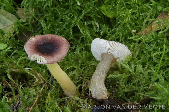 Elzenrussula - Russula alnetorum