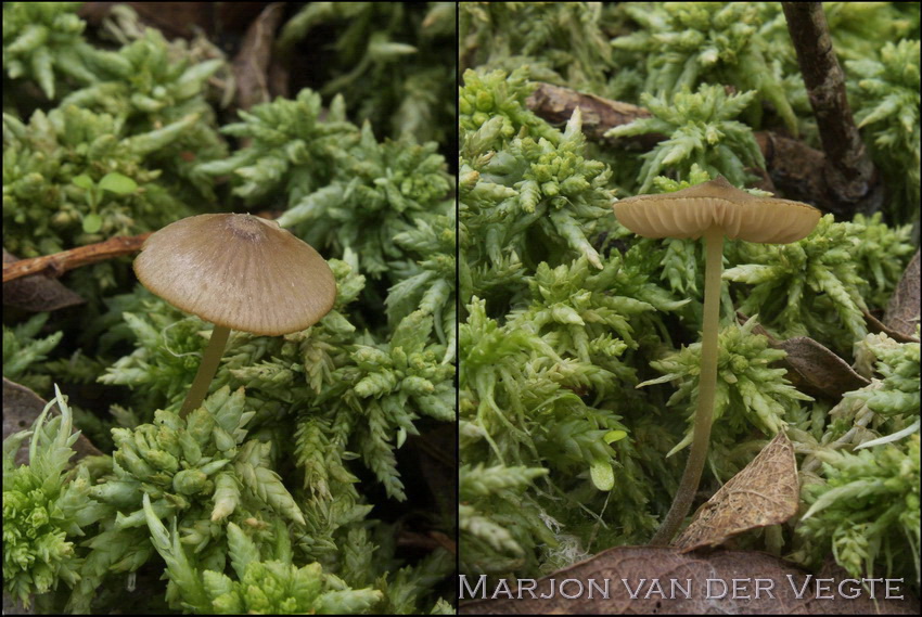 Sierlijke satijnzwam - Entoloma cornicolor