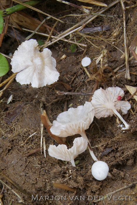 Zeggesatijnzwam - Entoloma albotomentosum