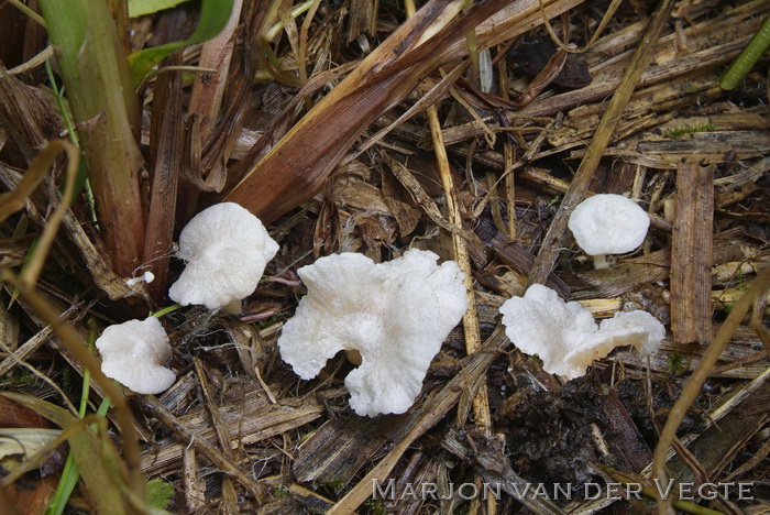 Zeggesatijnzwam - Entoloma albotomentosum