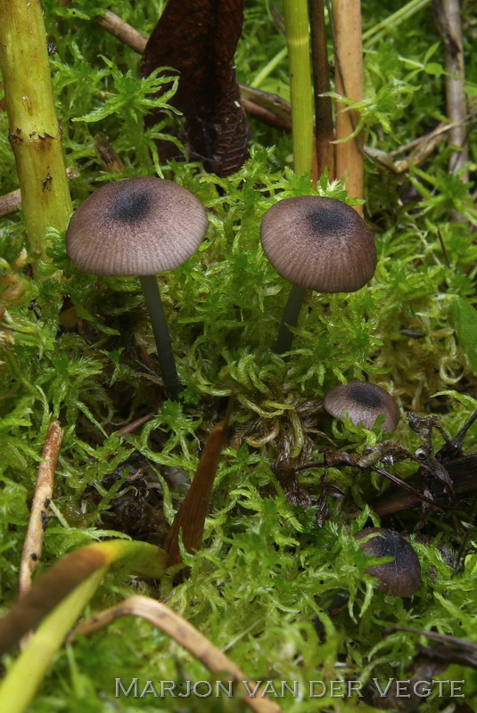 Verkleurend staalsteeltje - Entoloma allospermum