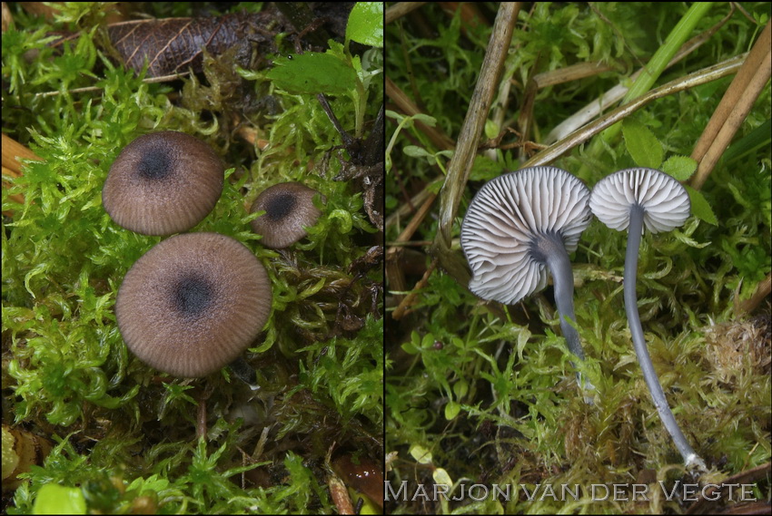 Verkleurend staalsteeltje - Entoloma allospermum