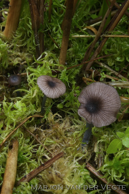 Verkleurend staalsteeltje - Entoloma allospermum