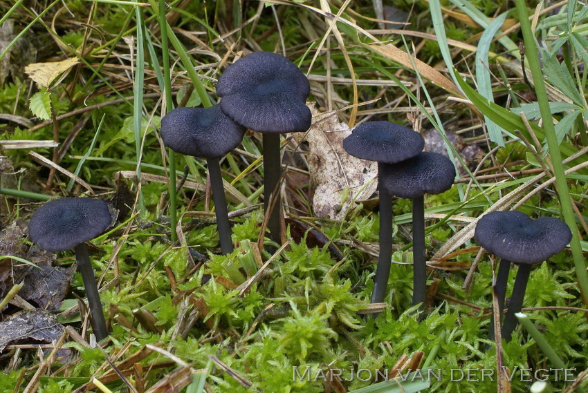 Schubbig staalsteeltje - Entoloma asprellum