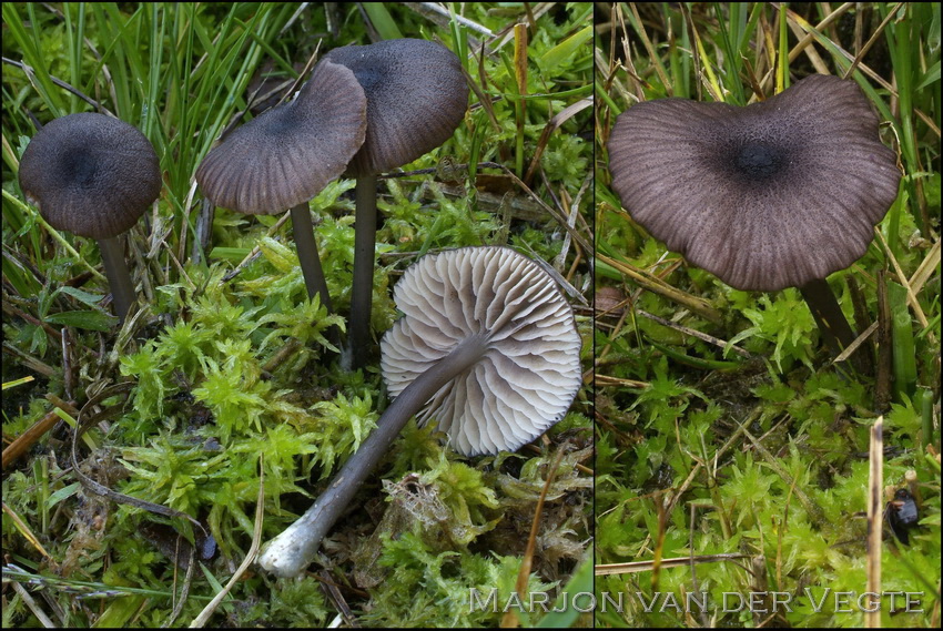 Schubbig staalsteeltje - Entoloma asprellum