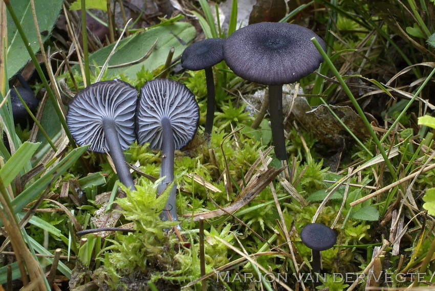 Schubbig staalsteeltje - Entoloma asprellum