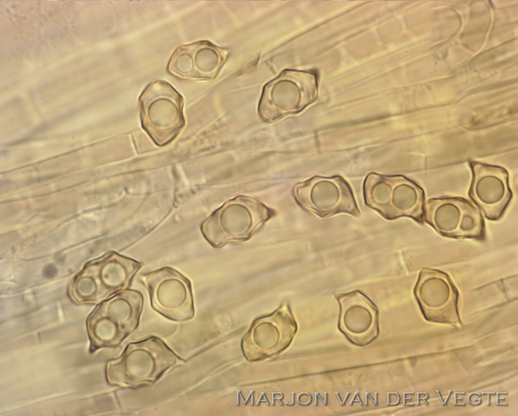 Schubbig staalsteeltje - Entoloma asprellum
