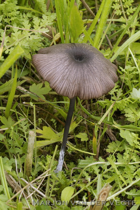 Schubbig staalsteeltje - Entoloma asprellum