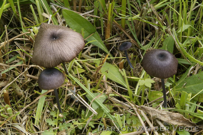 Schubbig staalsteeltje - Entoloma asprellum